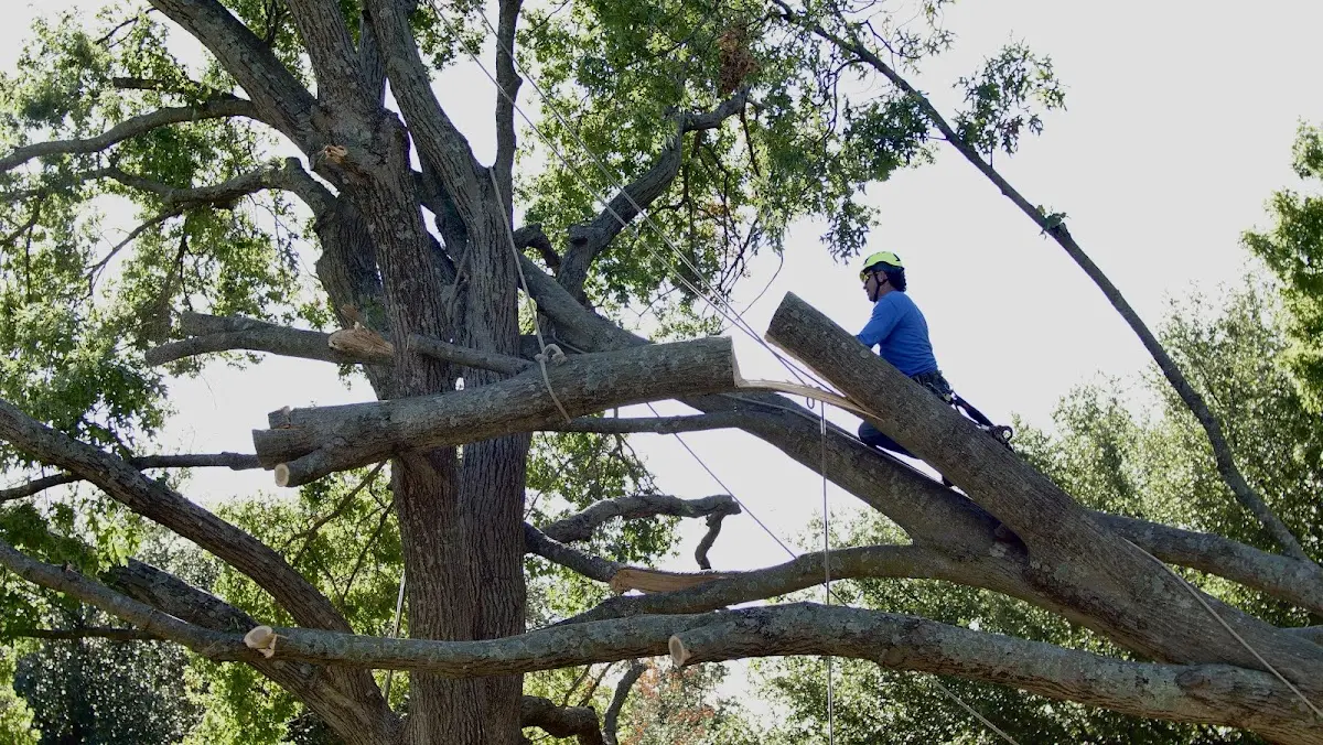 Professional Crown Thinning performed by certified arborists in Micanopy