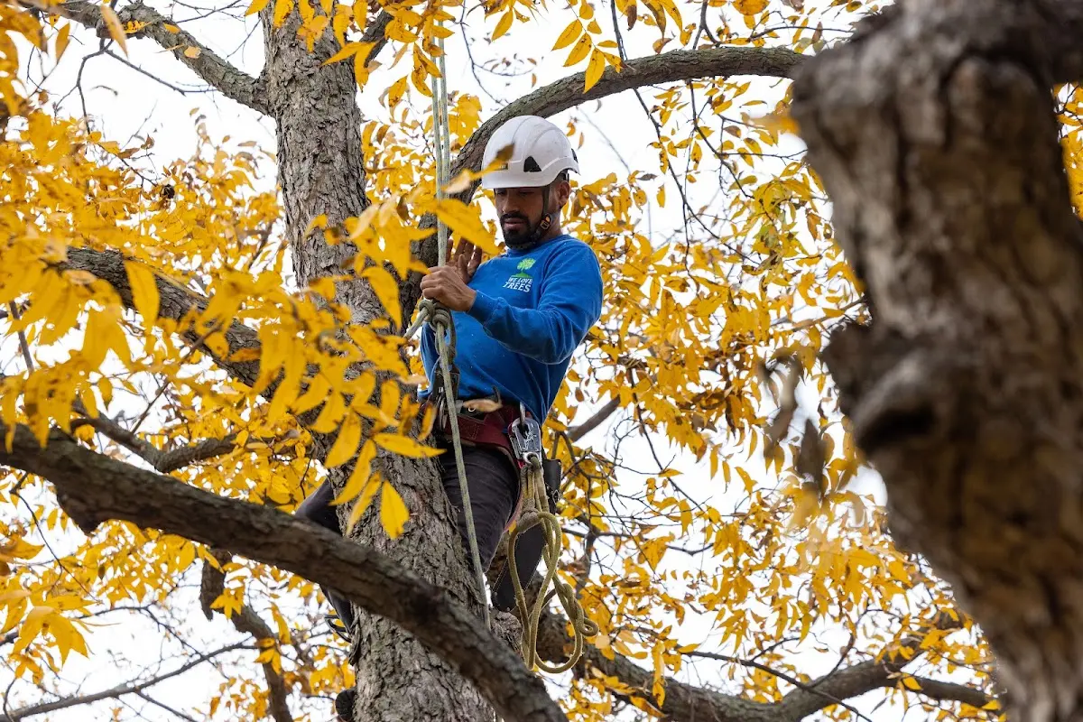 Skilled Tree Trimming crew working in Micanopy